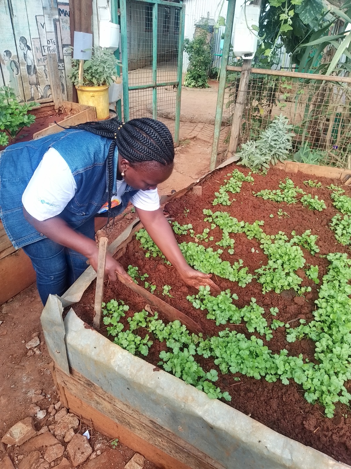 Tending a corriader seedbed